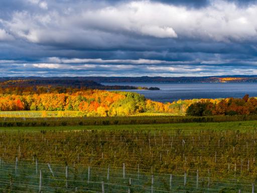 A vineyard in Rural Michigan